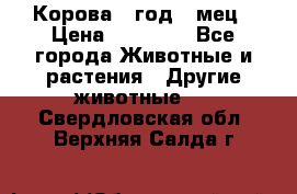 Корова 1 год 4 мец › Цена ­ 27 000 - Все города Животные и растения » Другие животные   . Свердловская обл.,Верхняя Салда г.